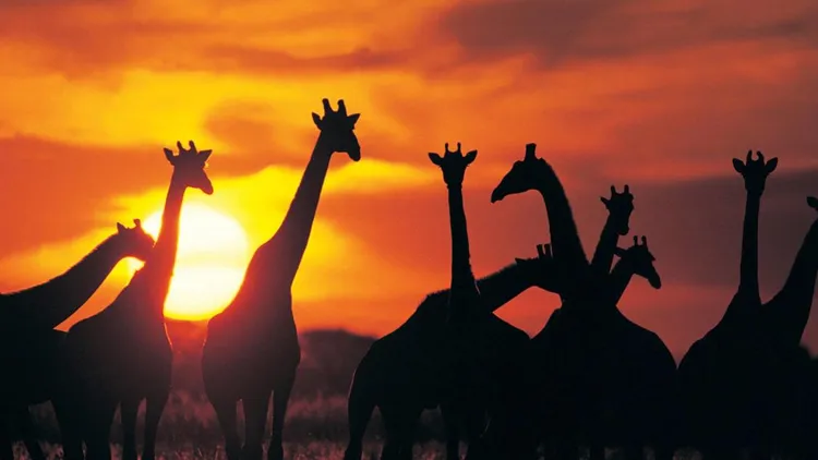 Kingdom Animalia